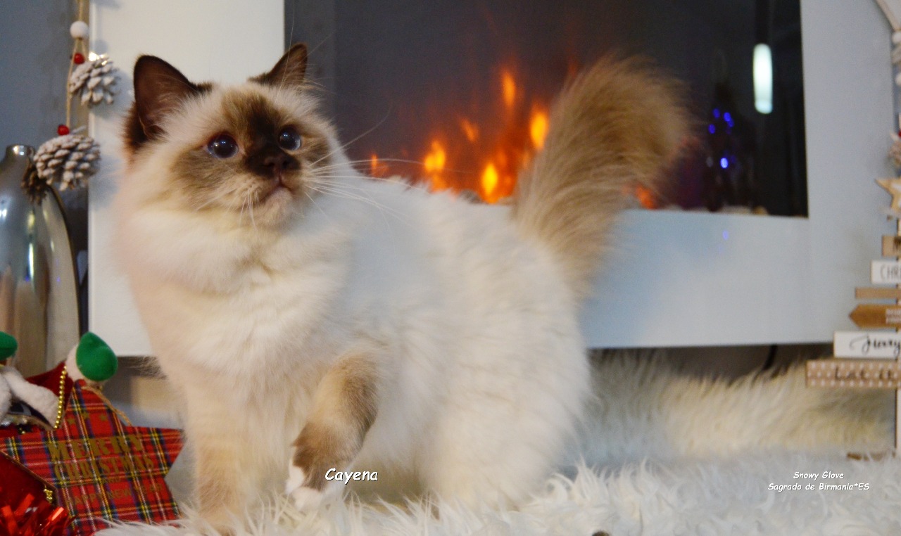 gatos, gatitos, chocolate, birmanos, sagrado de birmania, 