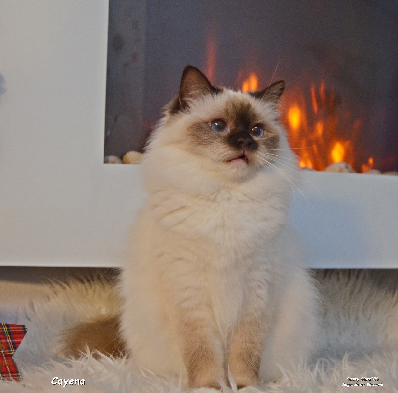 gatitos, sagrado de birmania, sacre de birmanie, birmanos, gatos,