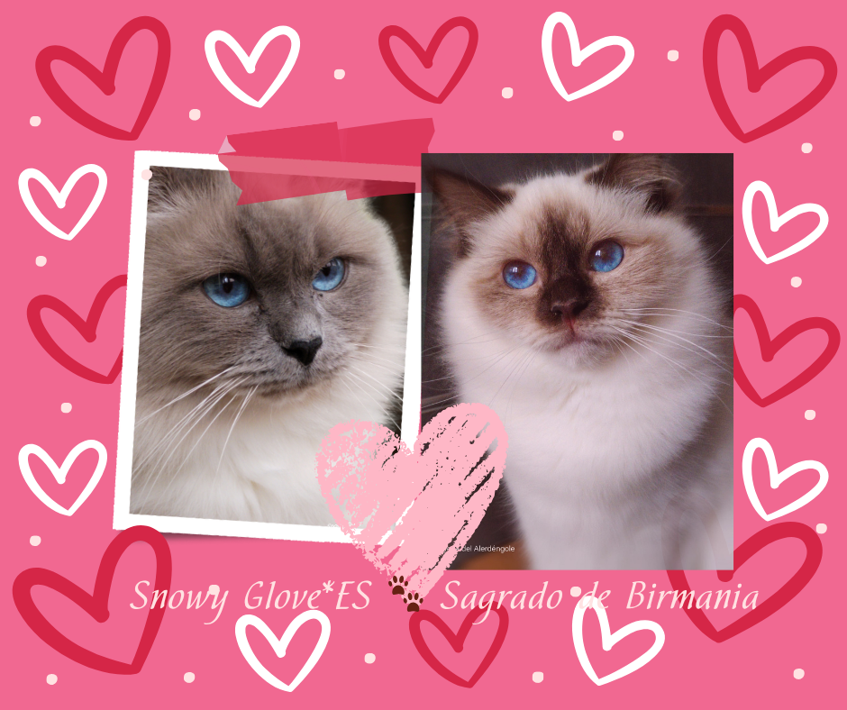 gatitos, gatos de raza, sagrado de birmania, gatos birmanos