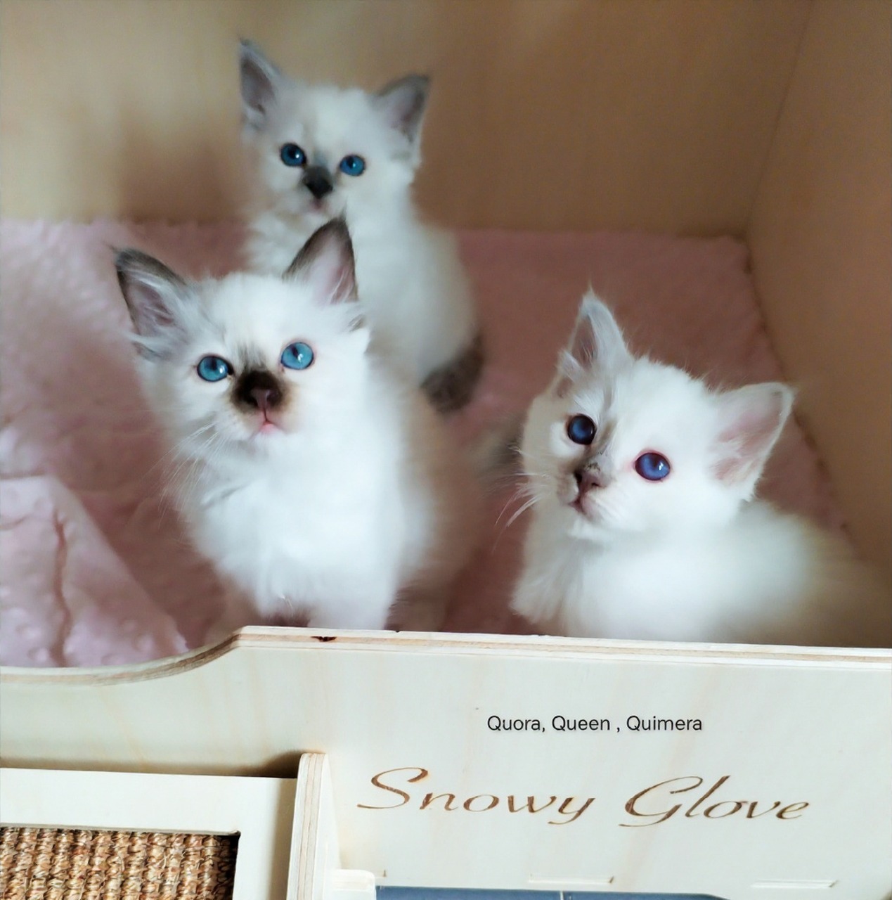 sagrados de birmania, snowy glove, gatos, gatitos, kittens