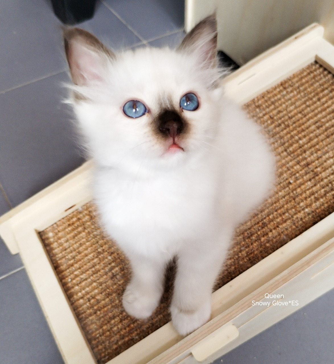 sagrados de birmania, snowy glove, gatos birmanos, chocolate point, kittens