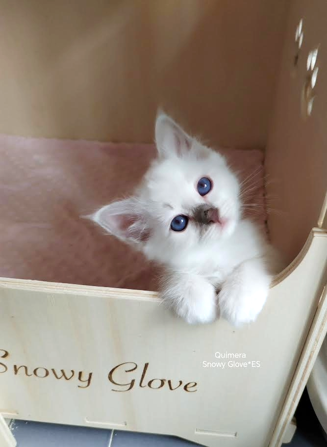 gatitos, gatos birmanos, lila poit, gatos, sagrados de birmania, snowy glove