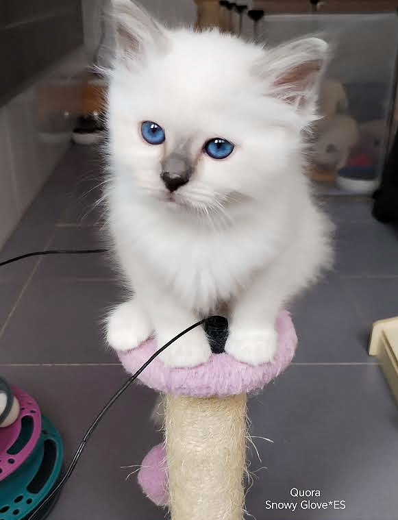 gatitos birmanos, sagrados de birmania, birmanos, kittens, gatos, raza de gatos