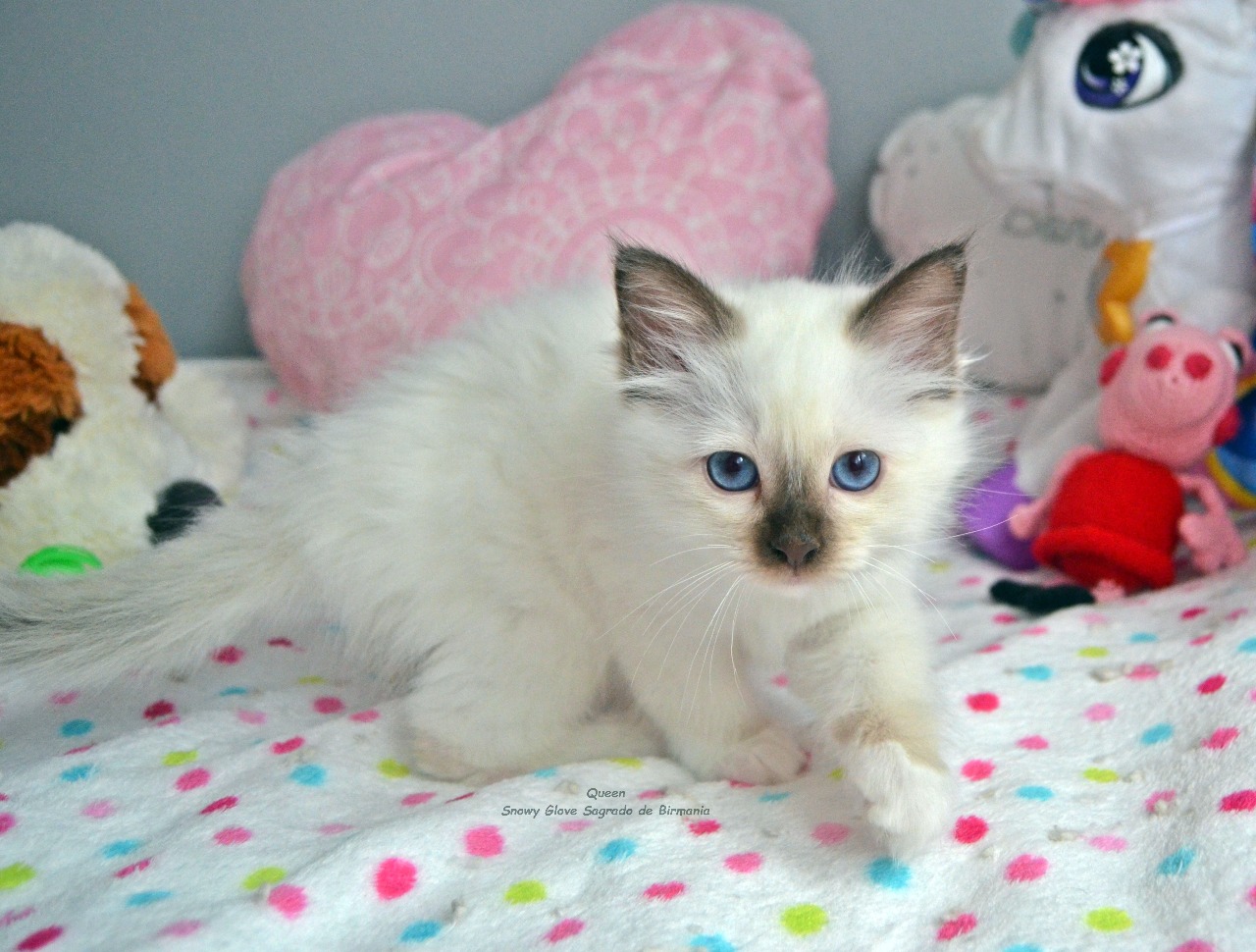 gatos, sagrados de birmania, birmanos, gatitos, chocolate